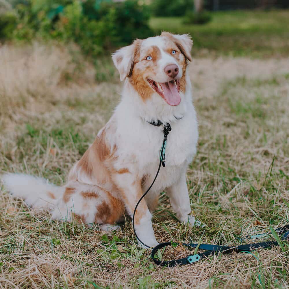 Outdoor SPORT Führleine – 3 - fach verstellbar, 230 cm – Schwarz/Mint - Pfotenlieblinge