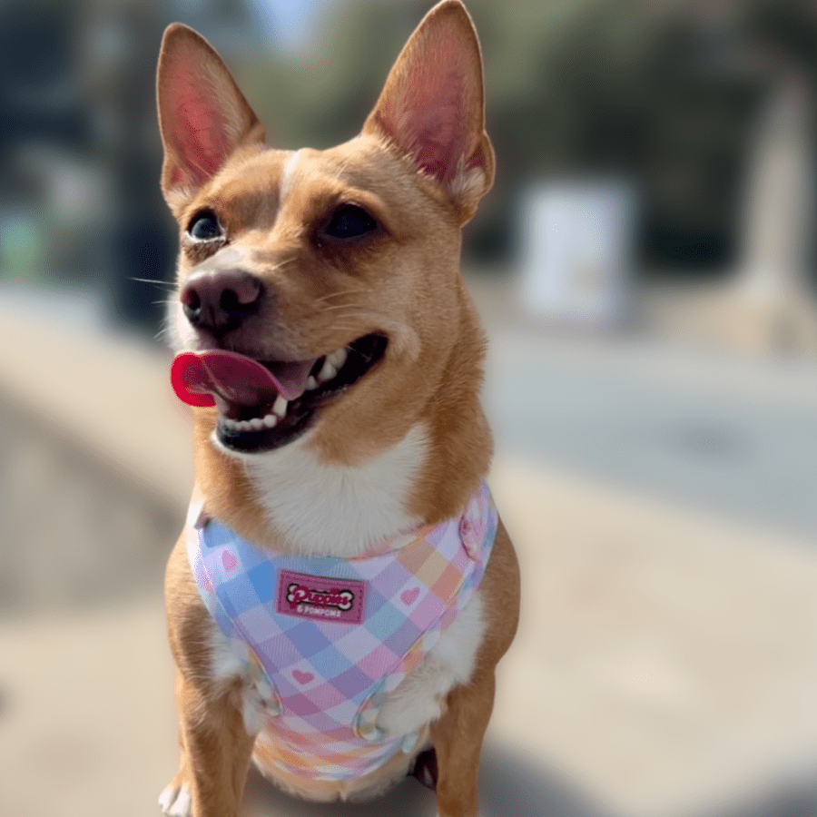 Pastel Vichy Hundegeschirr – verstellbar, weich & atmungsaktiv - Pfotenlieblinge