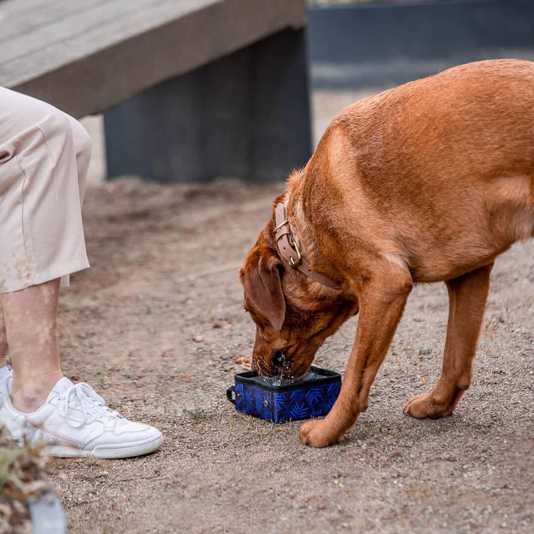 PfotenPicknick - Portabler Trink - und Fressnapf - Pfotenlieblinge