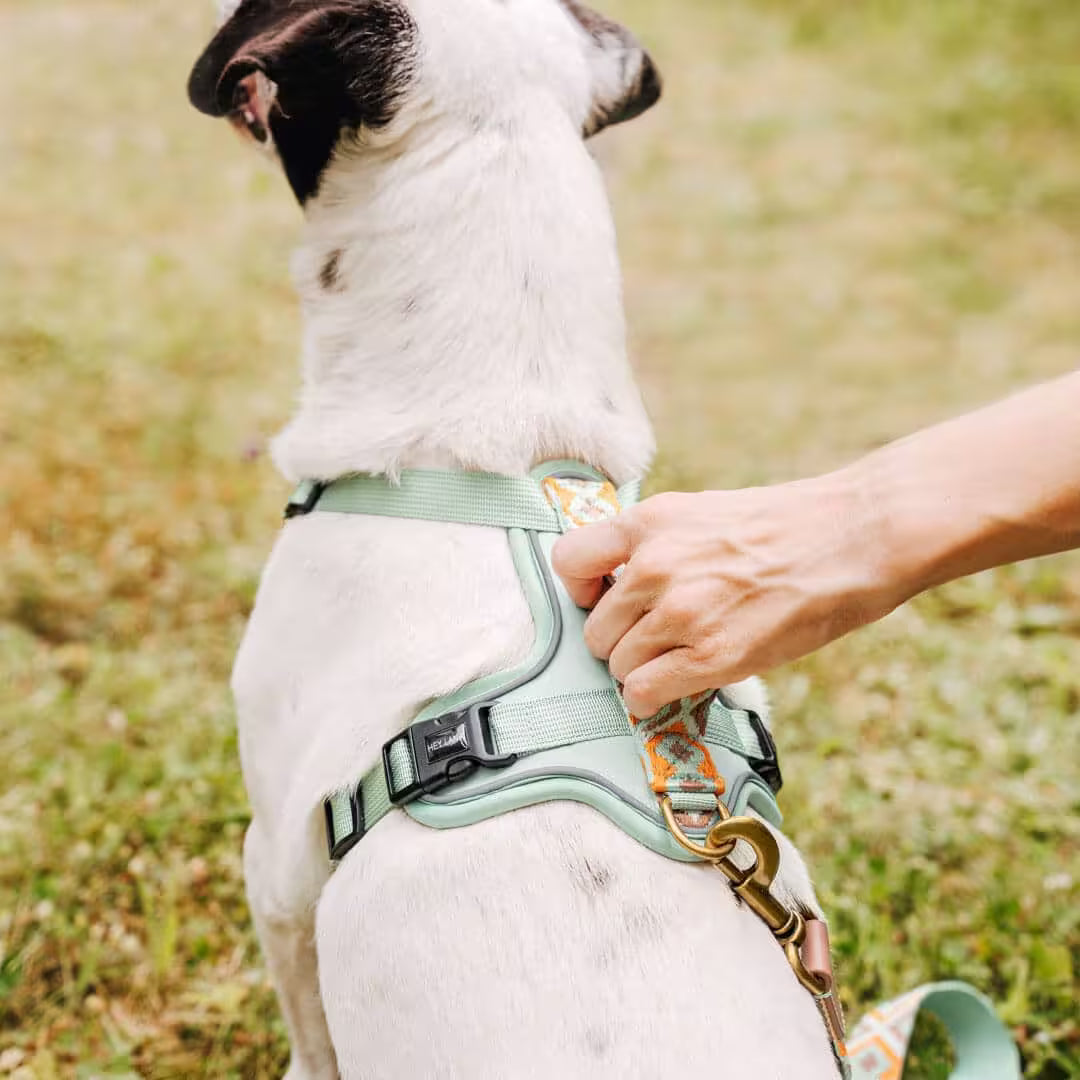 Très Chic Hundegeschirr – Komfort, Sicherheit & Stil in Perfektion Mint/Orange