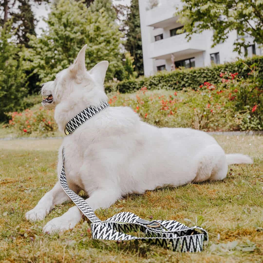 Hundehalsband – Schwarz/Weiß – Très Chic Kollektion von HeyLana - Pfotenlieblinge