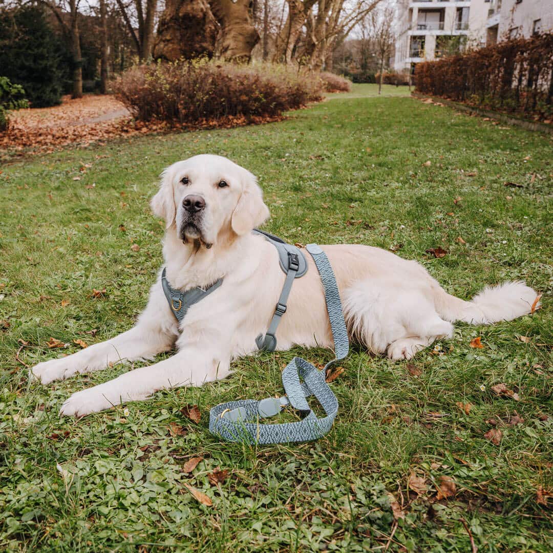 Premium Hundegeschirr – Anthrazit/Eisblau - Kollektion Tres Chic - Pfotenlieblinge