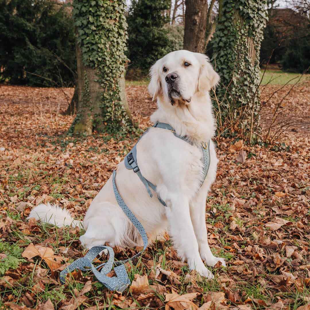 Premium Hundegeschirr – Anthrazit/Eisblau - Kollektion Tres Chic - Pfotenlieblinge