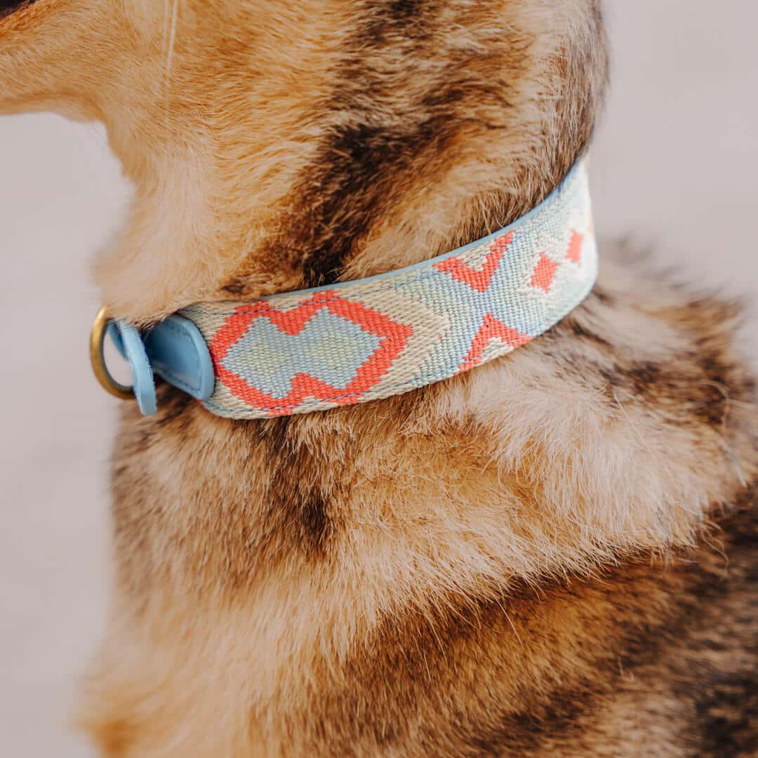 Premium Hundehalsband gepolstert Coral/Blau - Pfotenlieblinge