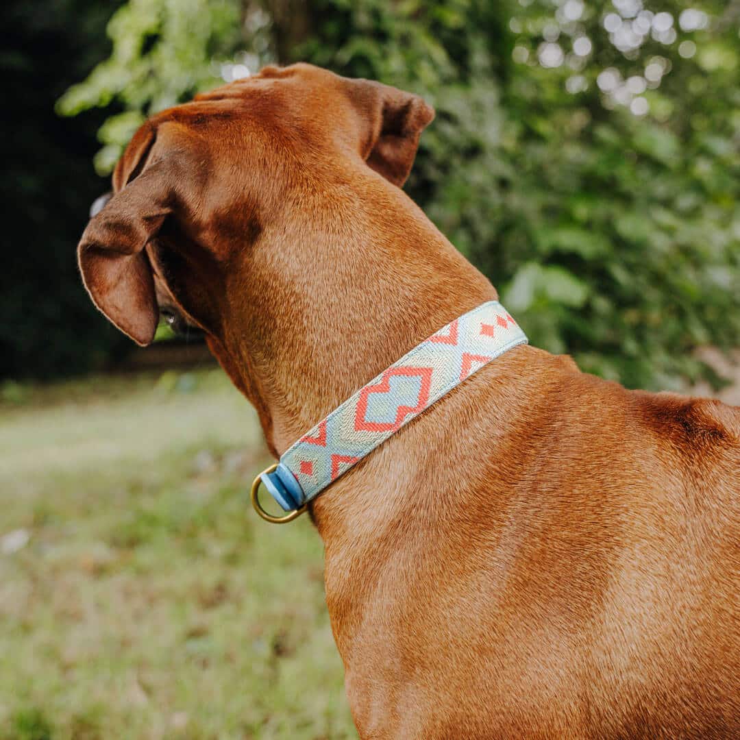 Set Hundehalsband, Leine und Geschirr - coral/blau
