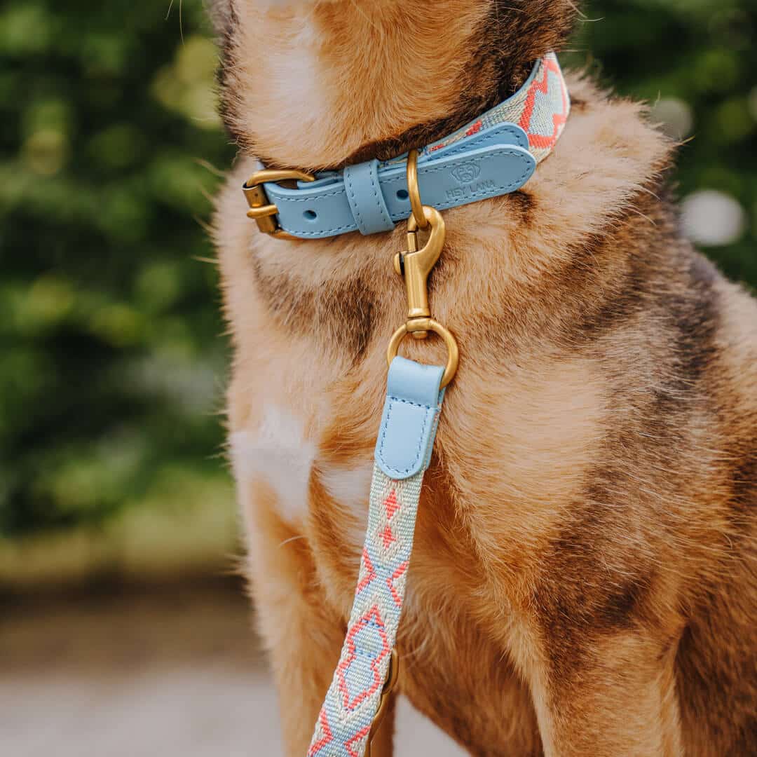 Set Hundehalsband, Leine und Geschirr - coral/blau