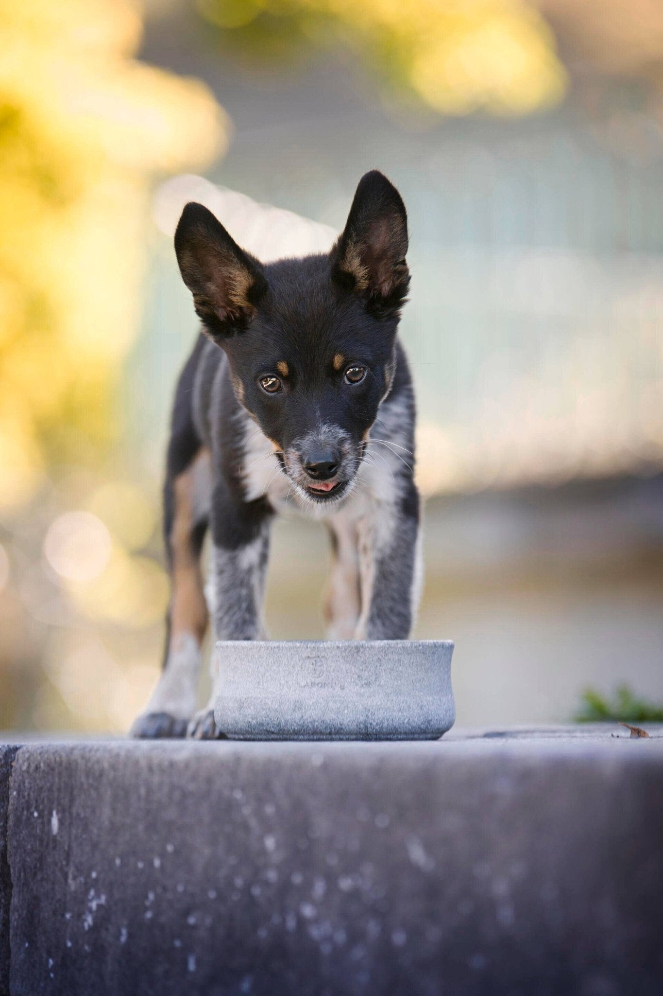 ROCKY Naturstein - Napf – selbstkühlend, stilvoll & massiv - Pfotenlieblinge