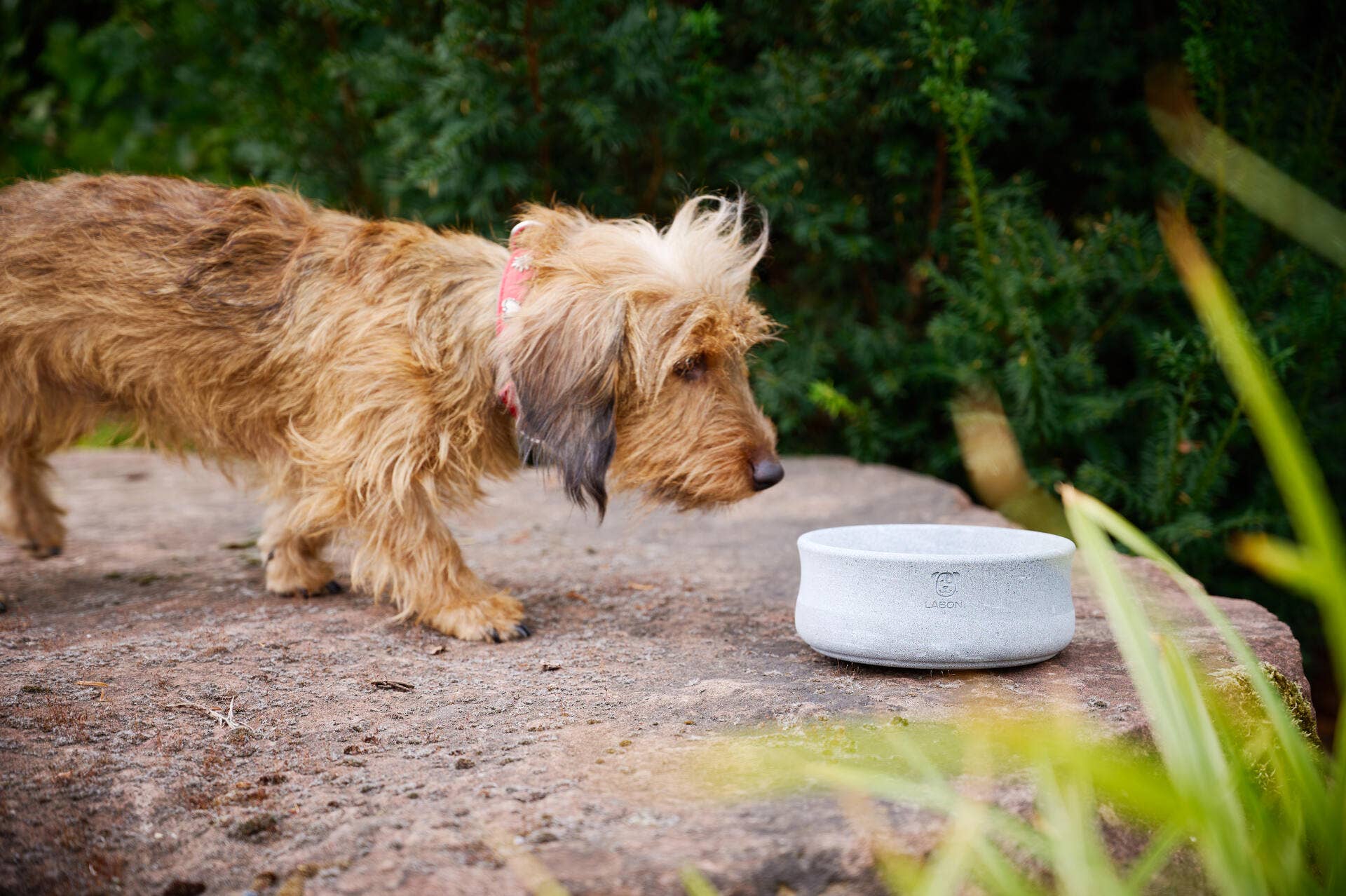 ROCKY Naturstein - Napf – selbstkühlend, stilvoll & massiv - Pfotenlieblinge