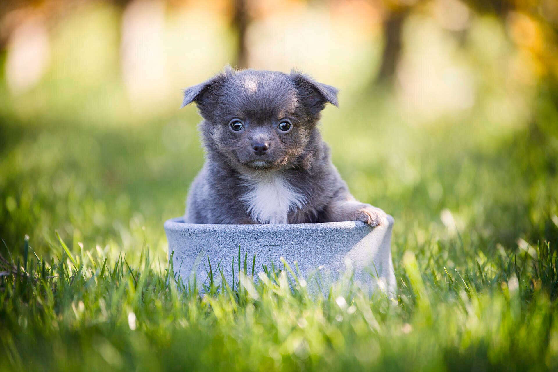 ROCKY Naturstein - Napf – selbstkühlend, stilvoll & massiv - Pfotenlieblinge