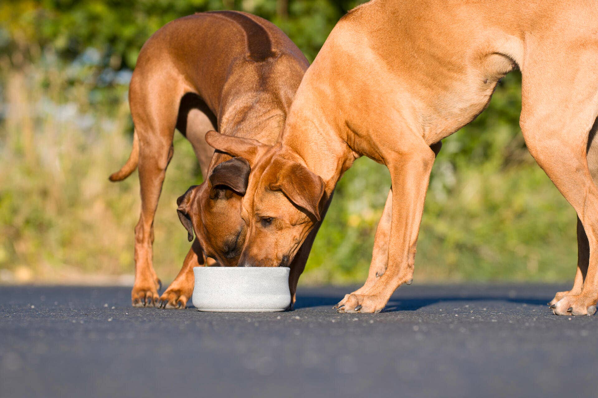 ROCKY Naturstein - Napf – selbstkühlend, stilvoll & massiv - Pfotenlieblinge