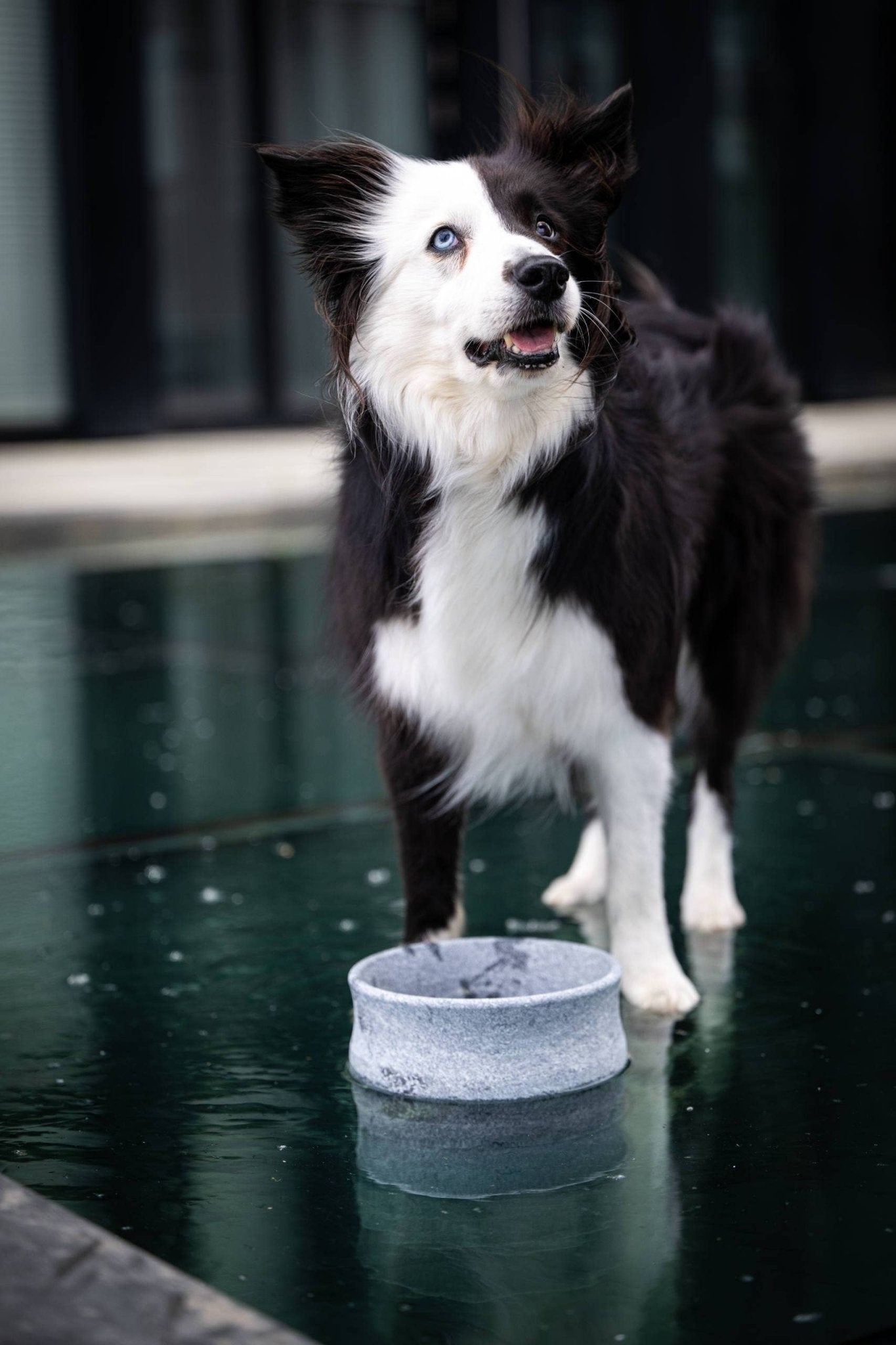 ROCKY Naturstein - Napf – selbstkühlend, stilvoll & massiv - Pfotenlieblinge
