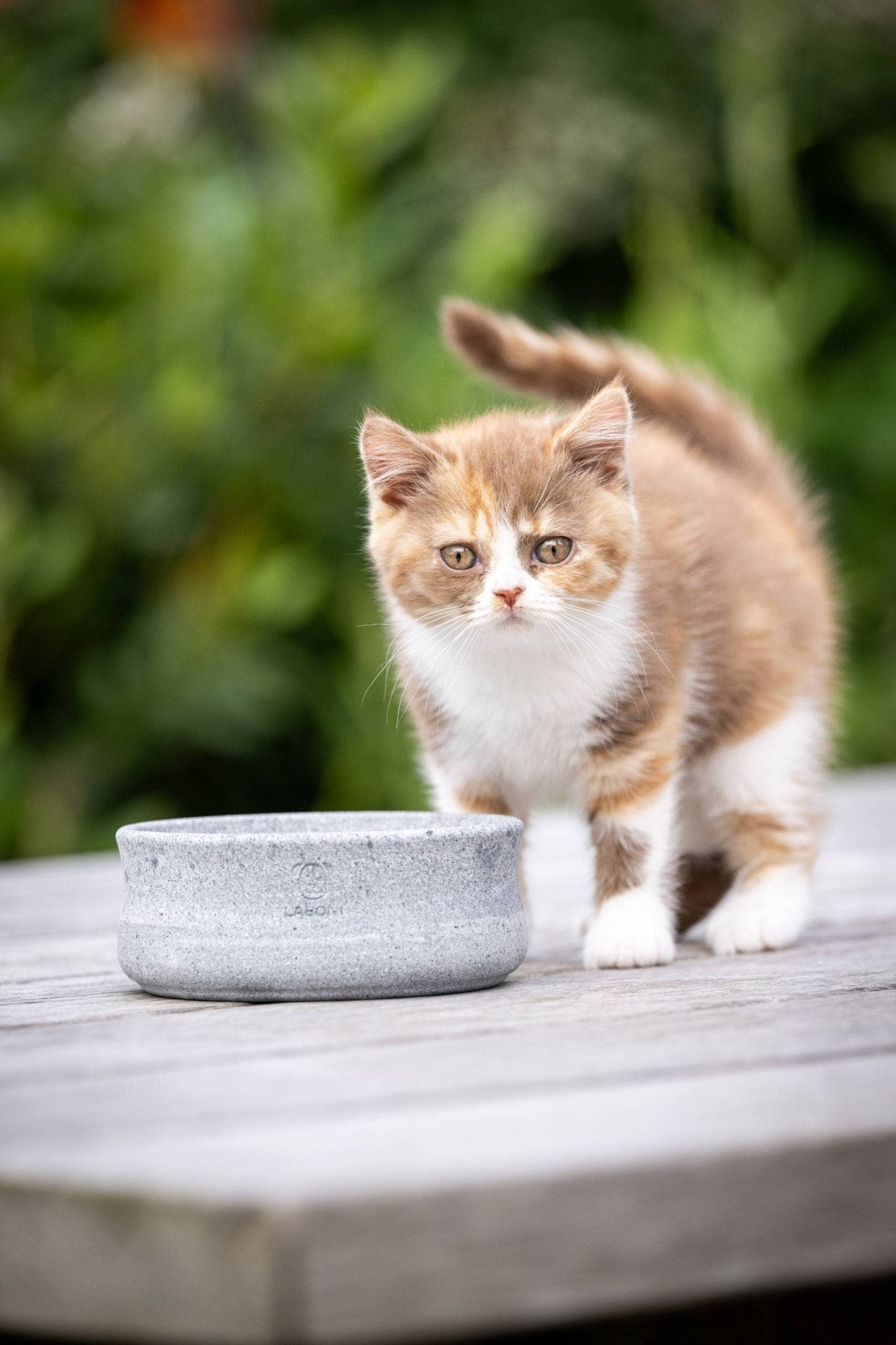 ROCKY Naturstein - Napf – selbstkühlend, stilvoll & massiv - Pfotenlieblinge