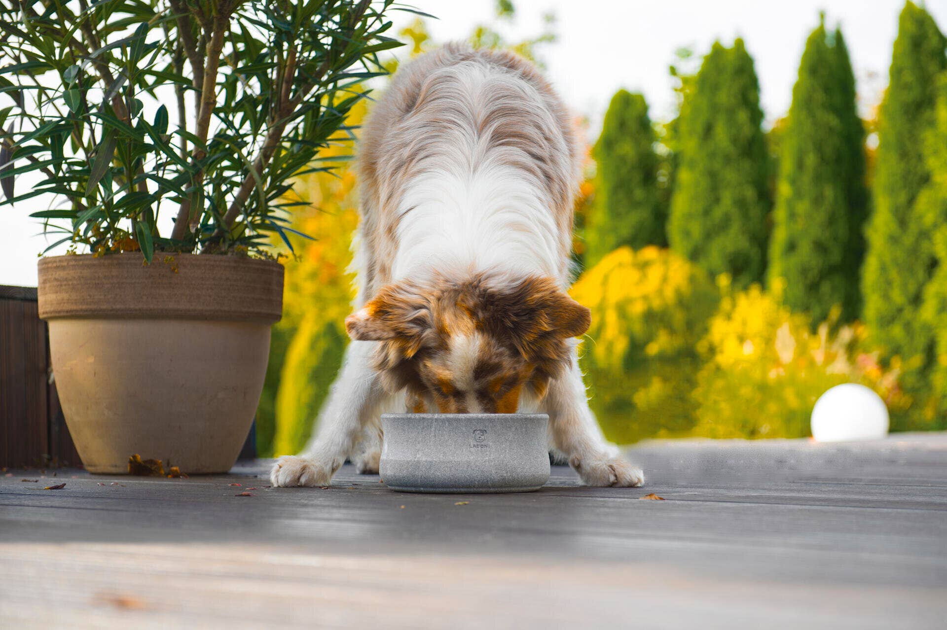 ROCKY Naturstein - Napf – selbstkühlend, stilvoll & massiv - Pfotenlieblinge