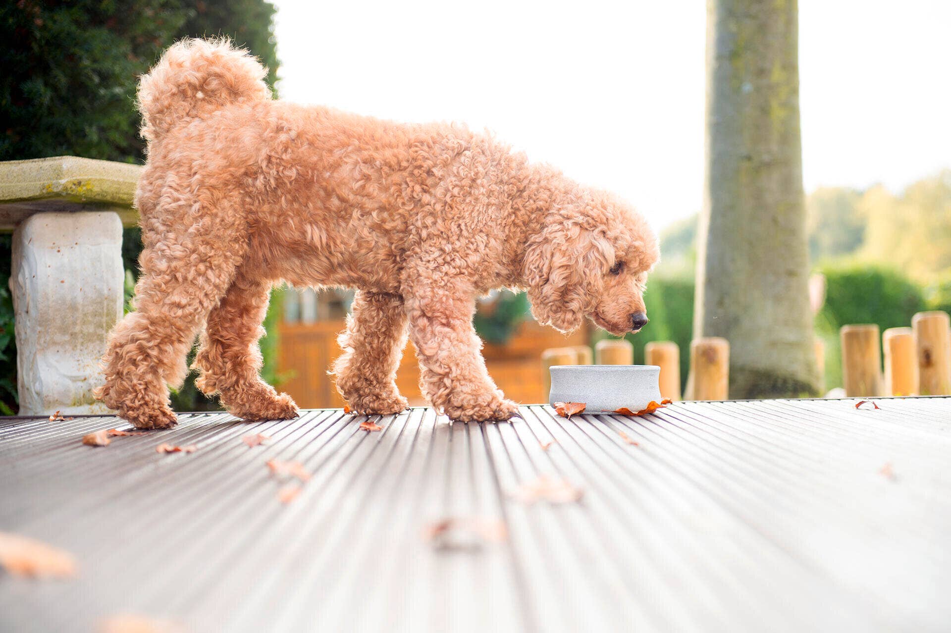 ROCKY Naturstein - Napf – selbstkühlend, stilvoll & massiv - Pfotenlieblinge