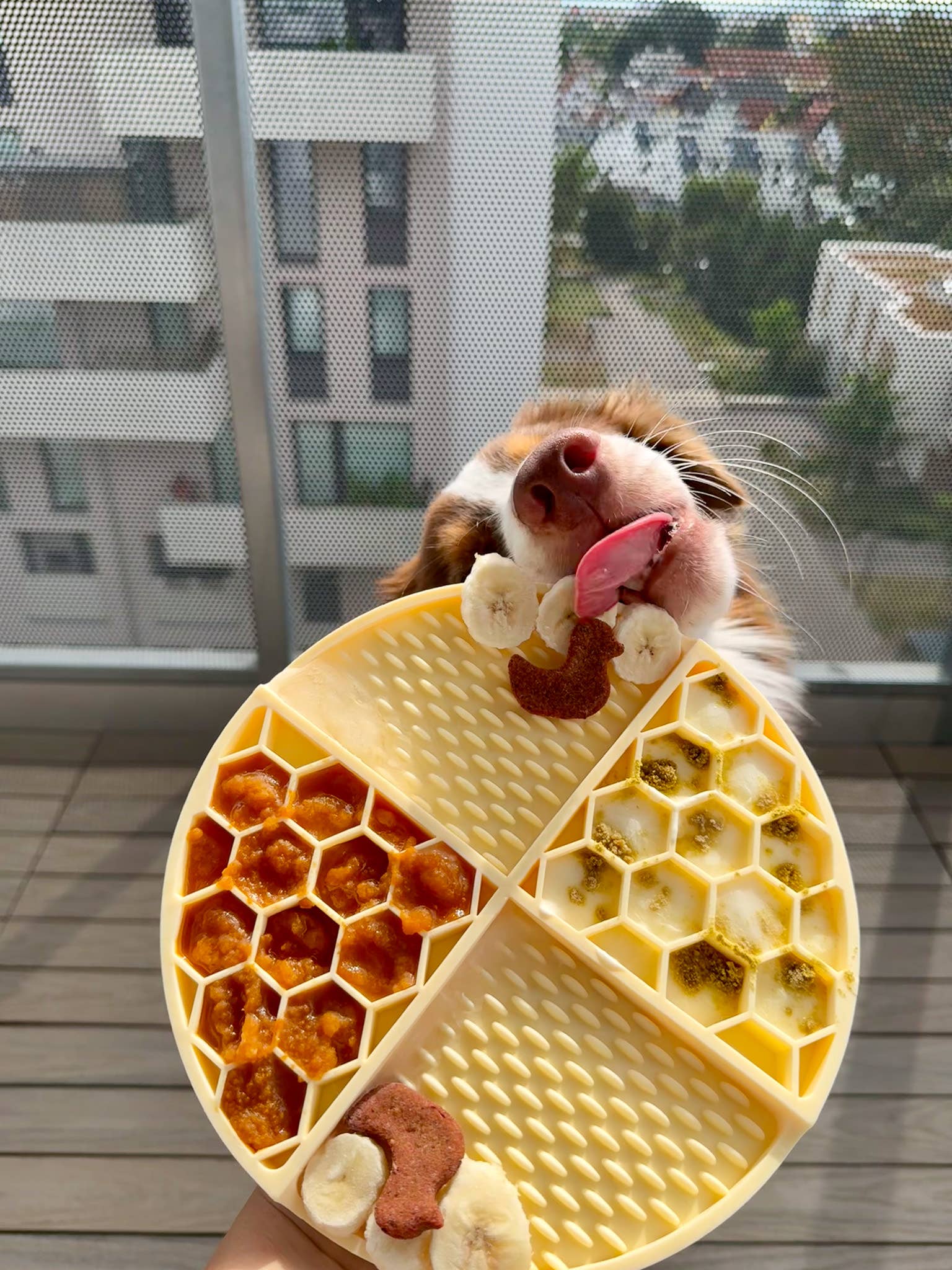 Schleckmatte Honey Hund, Slow Feeder, Futterstation - Pfotenlieblinge