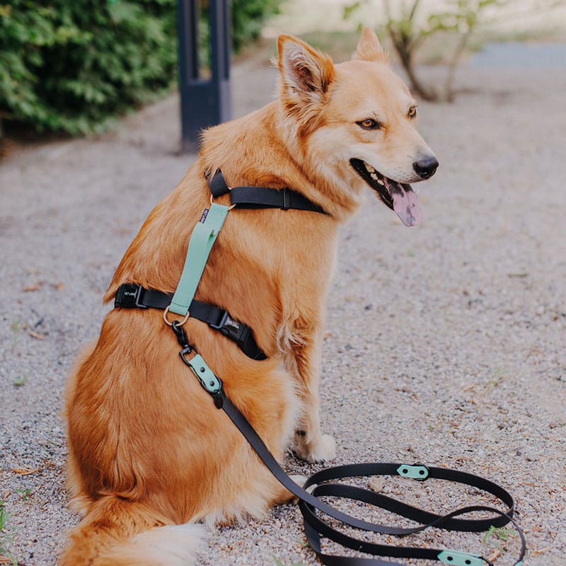 Outdoor-Set Schwarz x Mint | Leine & Geschirr