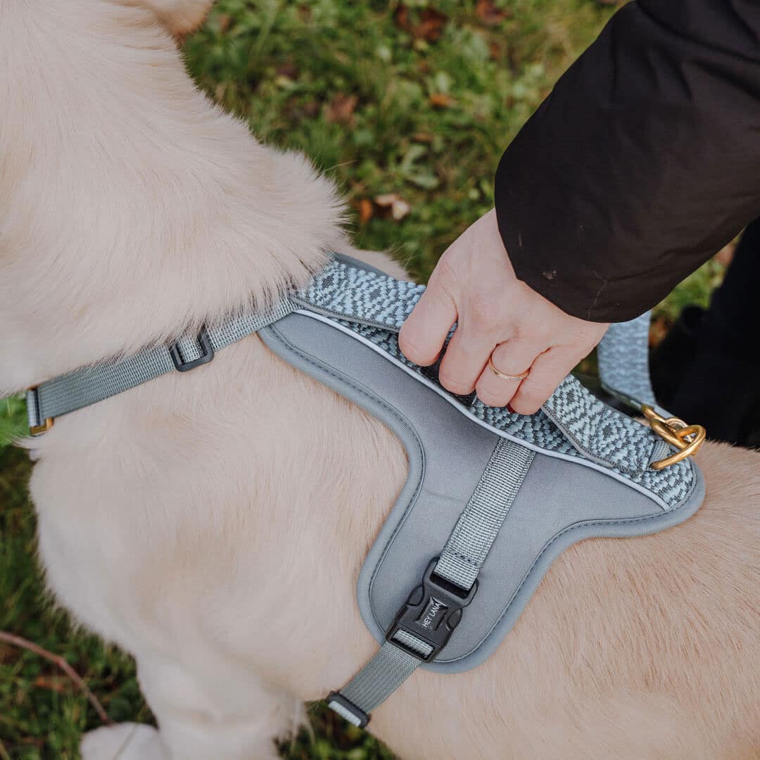 Set Hundehalsband, Leine und Geschirr – Anthrazit/Eisblau - Pfotenlieblinge