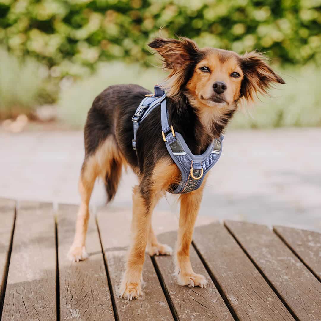Set Hundehalsband, Leine und Geschirr - blau/grau - Pfotenlieblinge