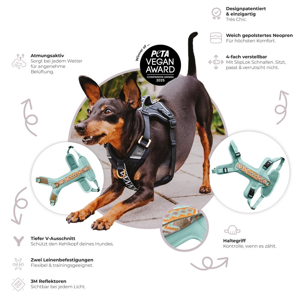 Set Hundehalsband, Leine und Geschirr - coral/blau - Pfotenlieblinge