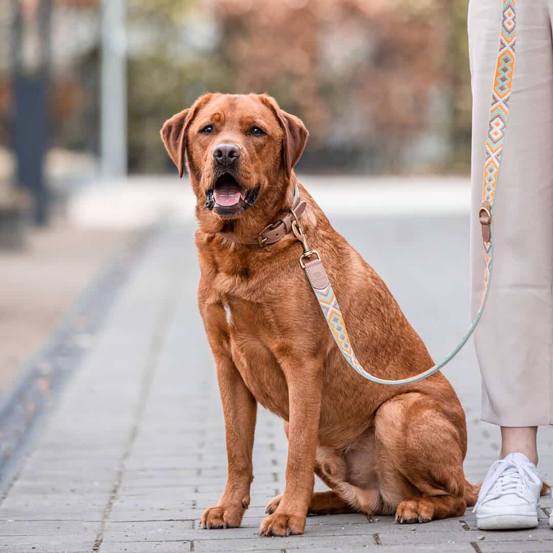 Set Hundehalsband, Leine und Geschirr – Mint/Orange - Pfotenlieblinge