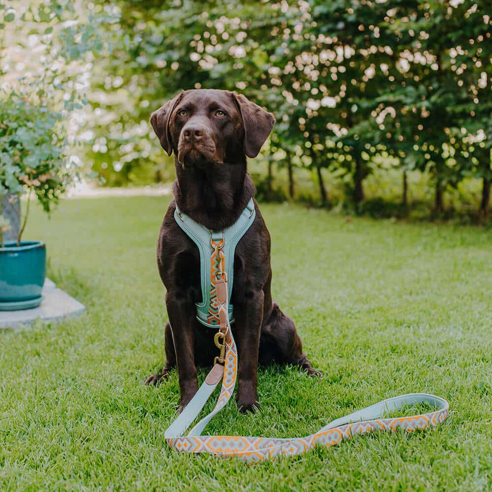 Set Hundehalsband, Leine und Geschirr – Mint/Orange - Pfotenlieblinge
