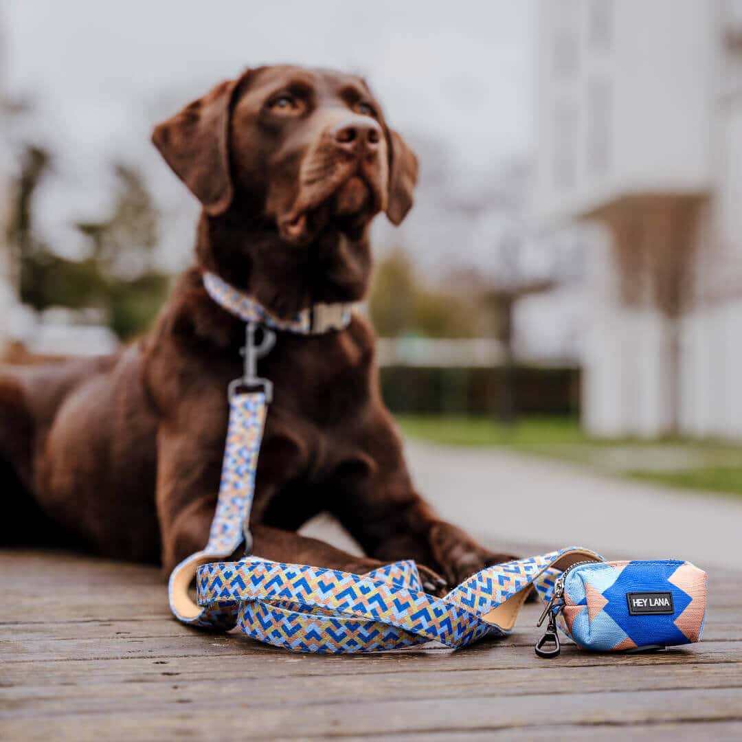 Set Hundehalsband, Leine und Geschirr - Mocca/Blau - Pfotenlieblinge