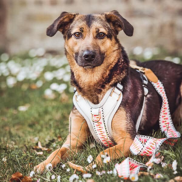 Set Hundehalsband, Leine und Geschirr – Pink/Beige - Pfotenlieblinge