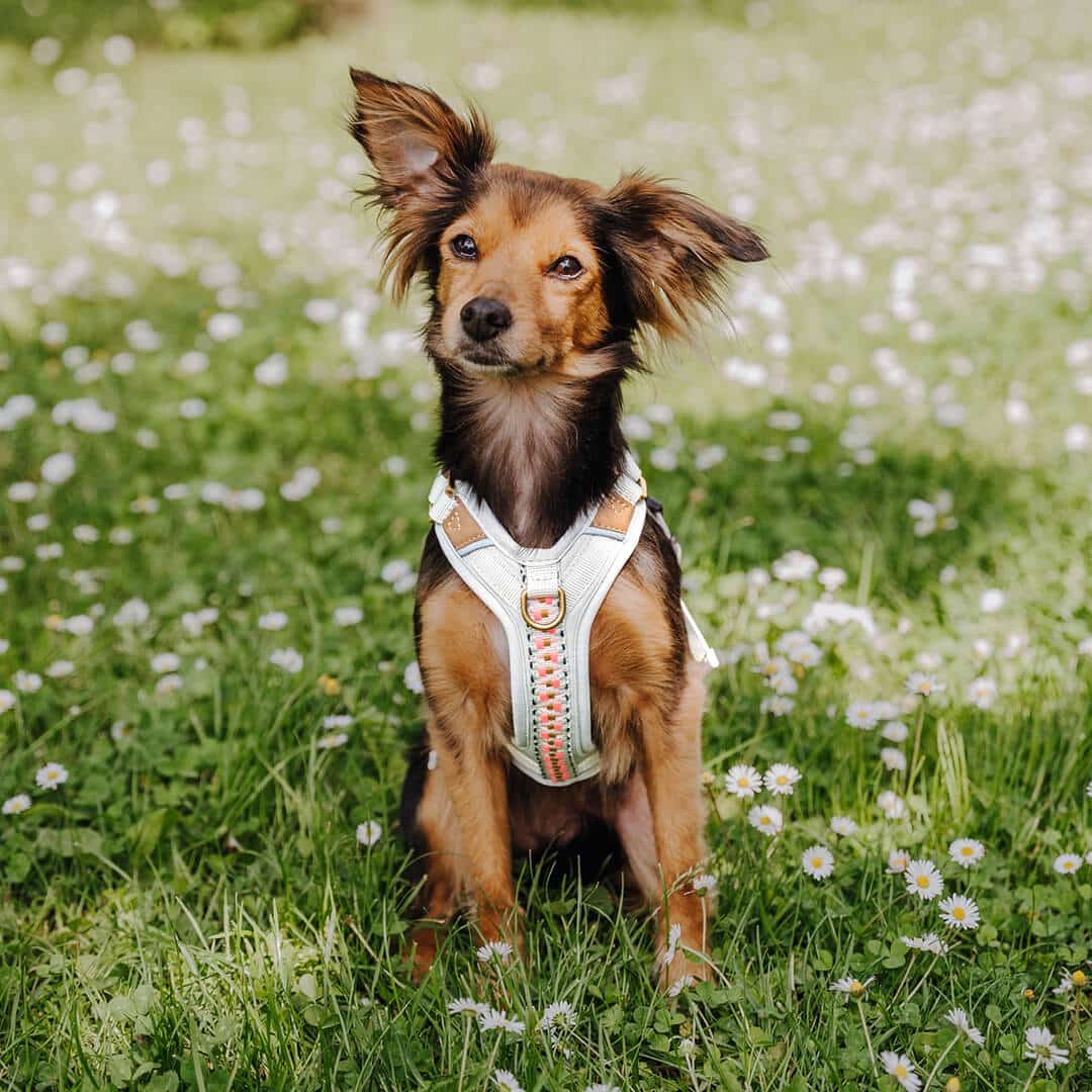 Set Hundehalsband, Leine und Geschirr – Pink/Beige - Pfotenlieblinge