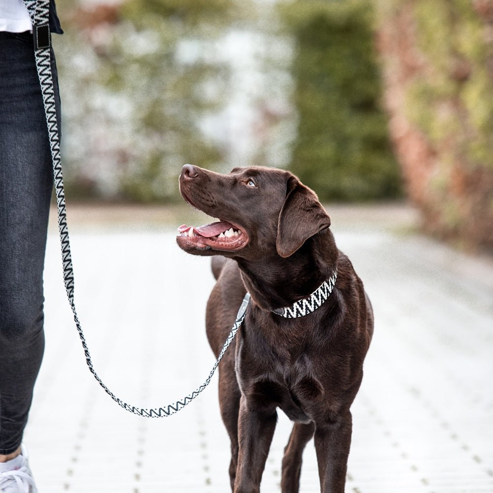 Set Hundehalsband, Leine und Geschirr - Schwarz/Weiß - Pfotenlieblinge