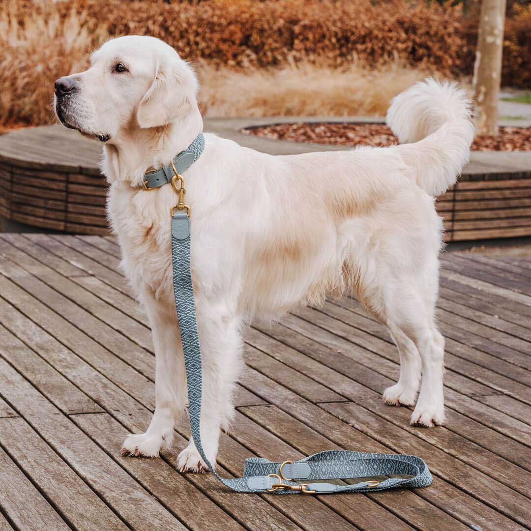Sparset: Halsband & Leine in Anthrazit/Eisblau - Pfotenlieblinge