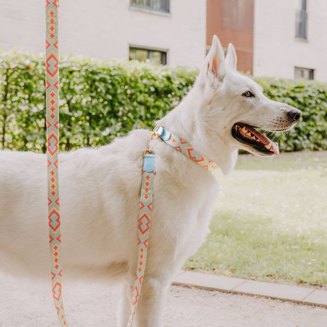 Sparset: Halsband & Leine in Coral/Blau - Pfotenlieblinge