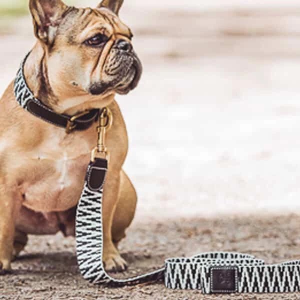 Sparset: Halsband & Leine in Schwarz/Weiß - Pfotenlieblinge