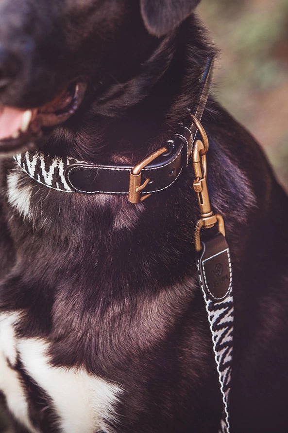 Sparset: Halsband & Leine in Schwarz/Weiß - Pfotenlieblinge