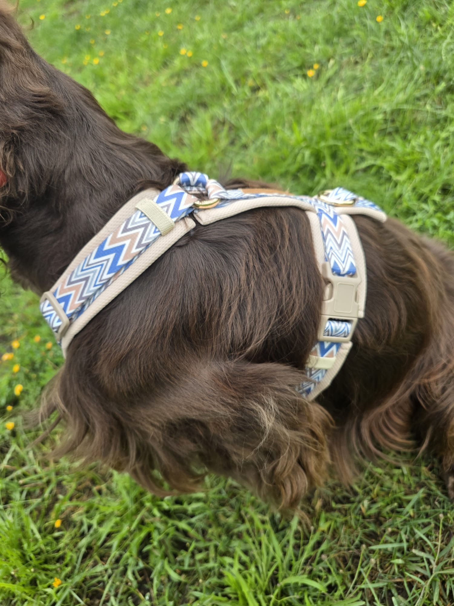 Ziggy Latte – leichtes Y - Geschirr für sensible Hunde - Pfotenlieblinge