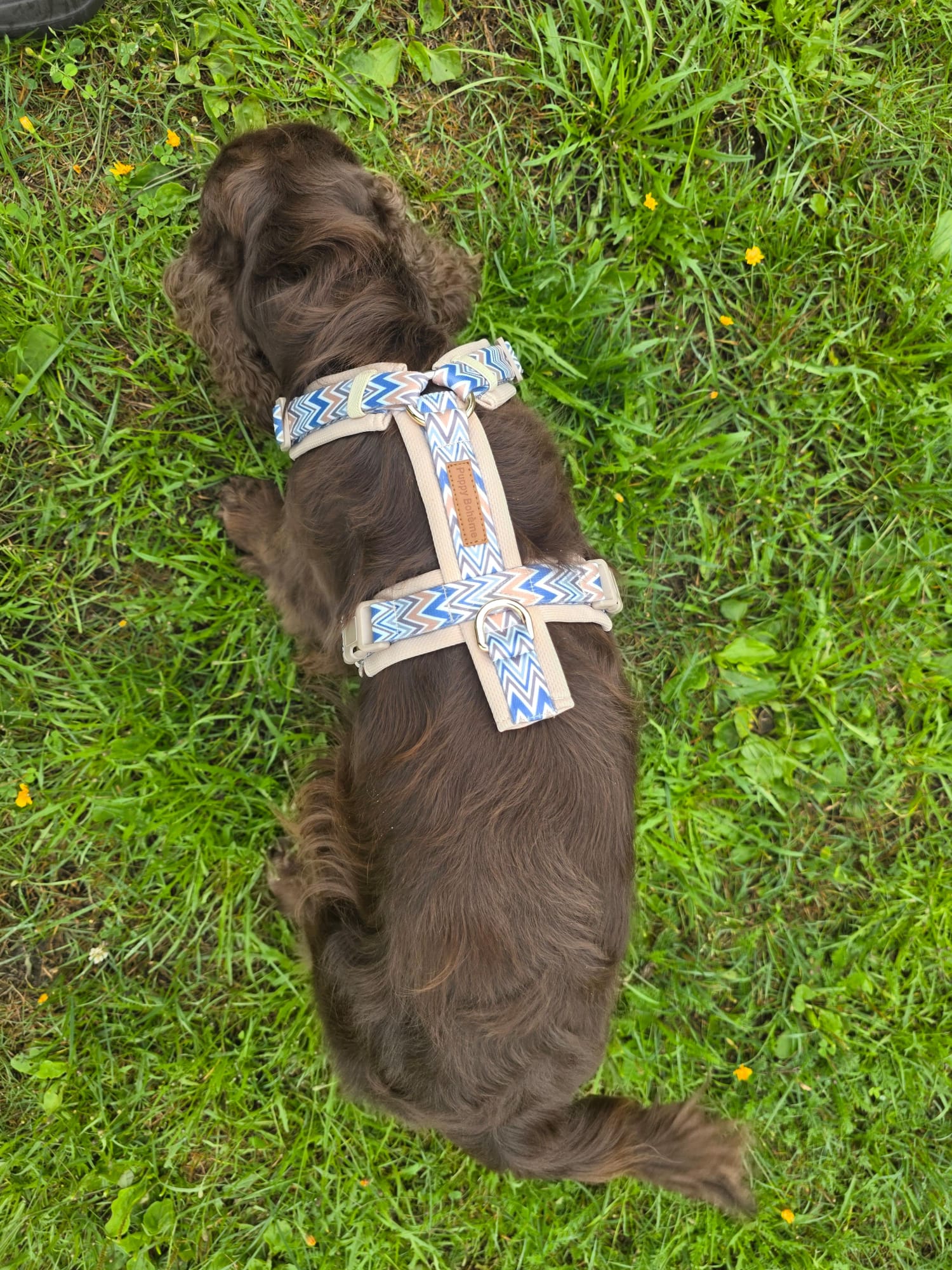 Ziggy Latte – leichtes Y - Geschirr für sensible Hunde - Pfotenlieblinge