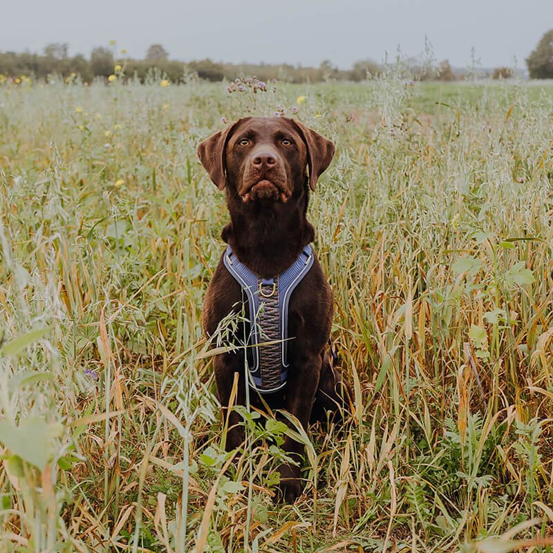 Das perfekte Hundegeschirr finden – Passform, Material & Sicherheit - Pfotenlieblinge