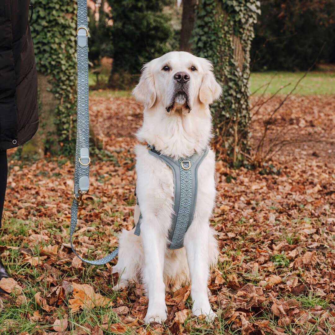 Hund ans Geschirr gewöhnen - Schritt für Schritt - Pfotenlieblinge