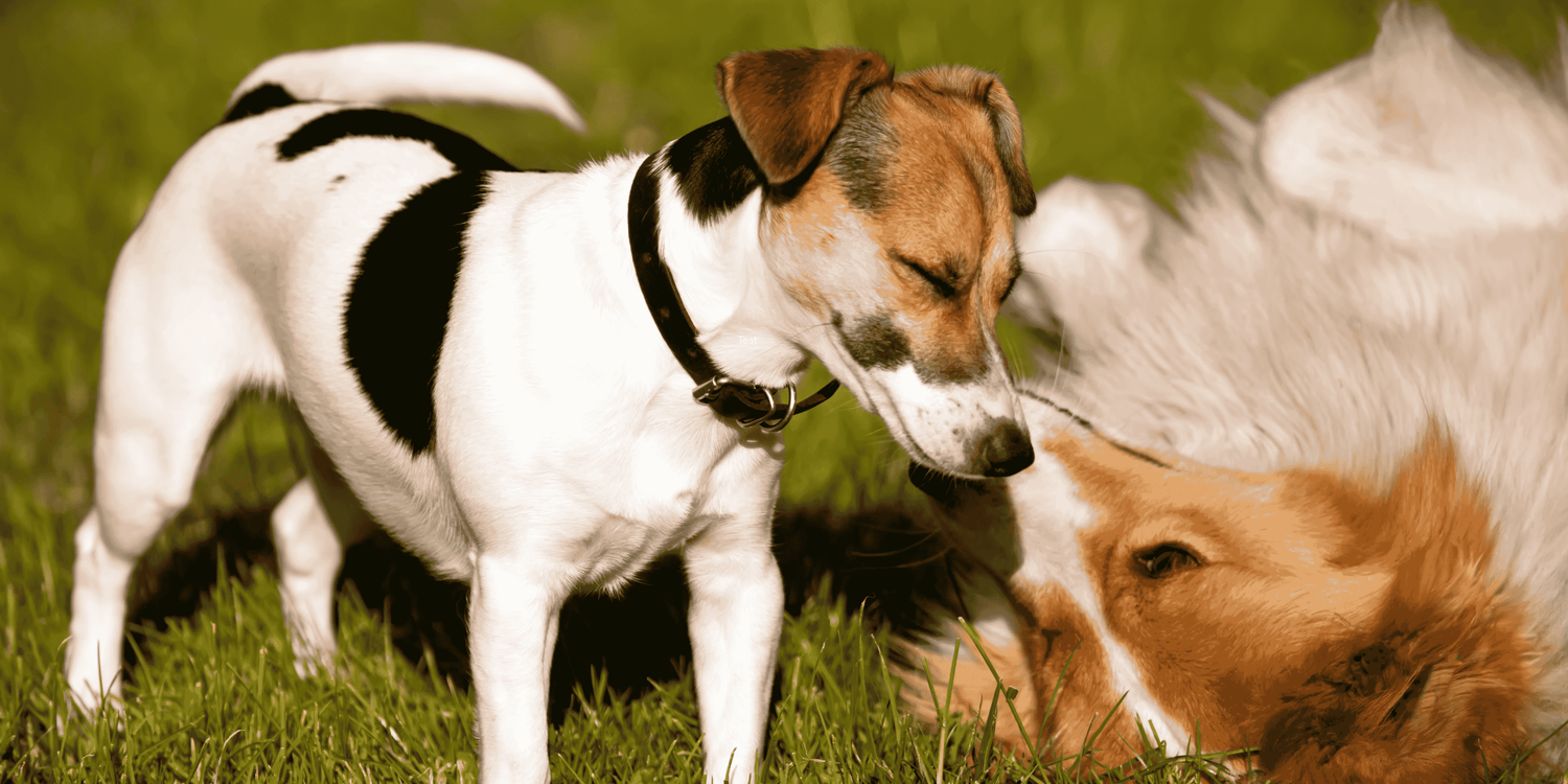 Hundewiese oder nicht? Die wichtigsten Gründe gegen den Besuch