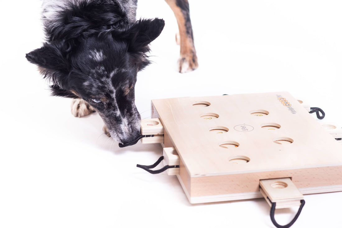 iPet – Smart Dog Intelligenzspielzeug