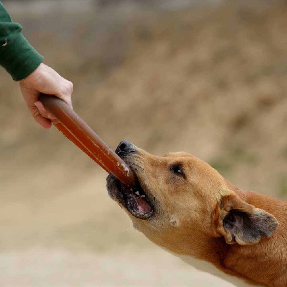 Rub Hundespielzeug aus natürlichem Bio-Harz