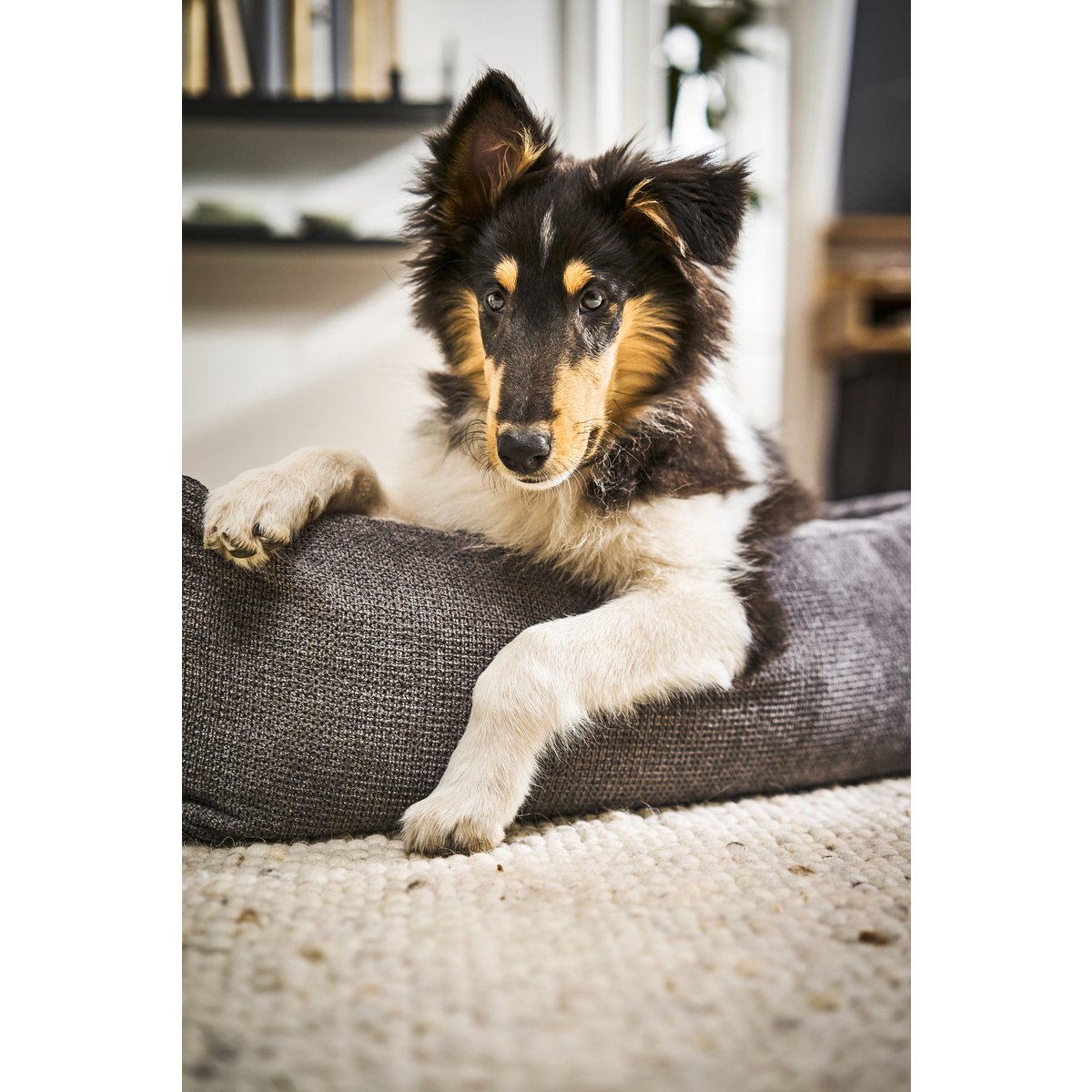 CLASSIC Hundebett - TUDOR ANTHRAZIT