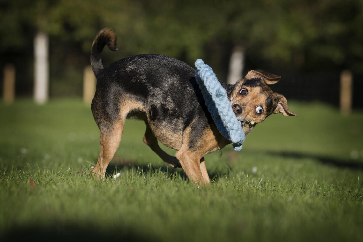 Skipper - Kult-Spielzeug für Hunde