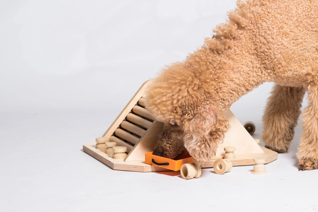 Pyramide – Intelligenzspiel für Hunde | Anspruchsvoll