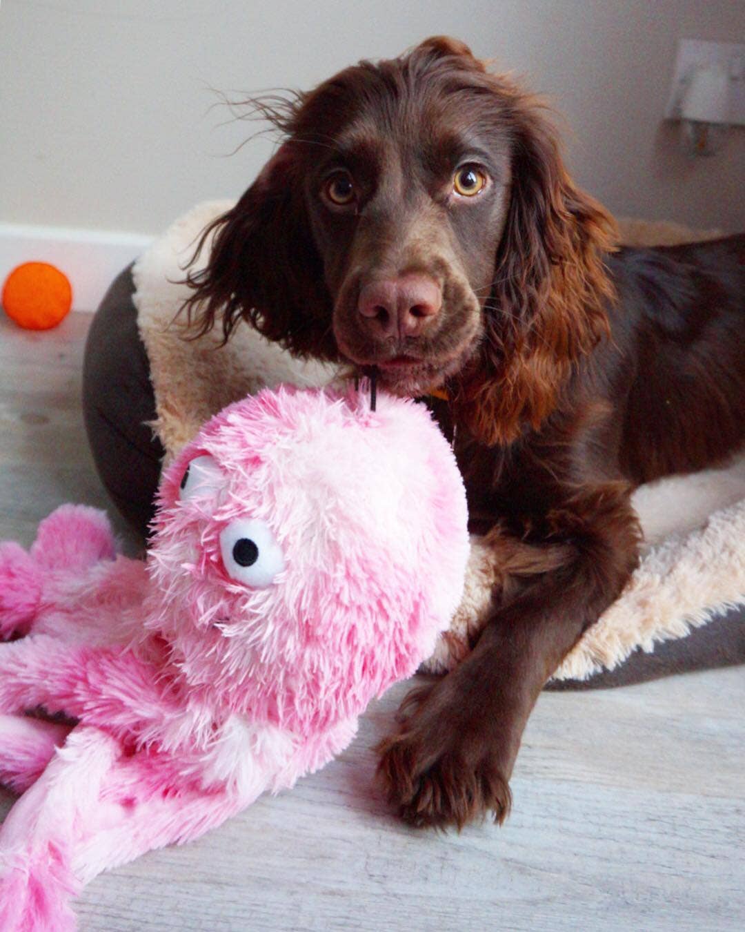 Oktopus Plüschtier – Kuscheln, Zerren &amp; Apportieren