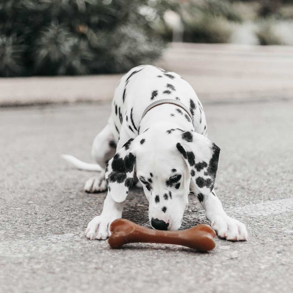 Rub Bone – Natürliches Bio-Harz Hundespielzeug