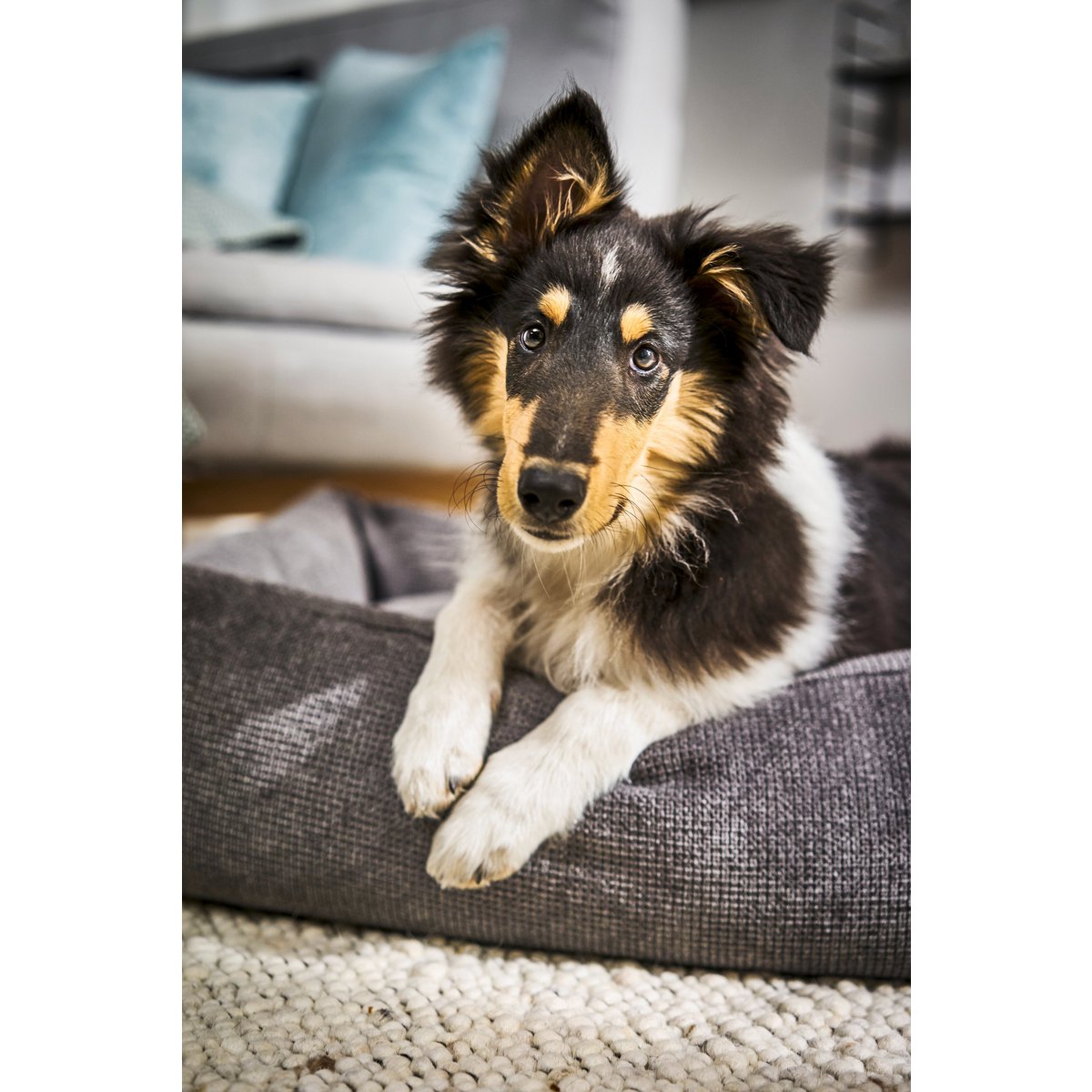 CLASSIC Hundebett - TUDOR ANTHRAZIT