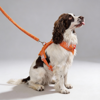 Hundegeschirr-Set Teddy Orange inkl. Leine