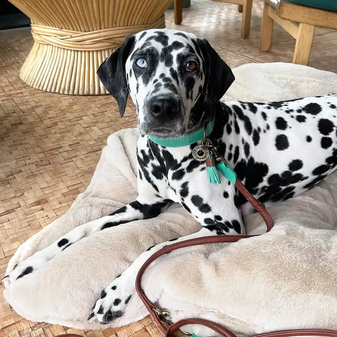 Snoozy Hundekissen – Weiches Schaffell-Design für traumhaften Komfort