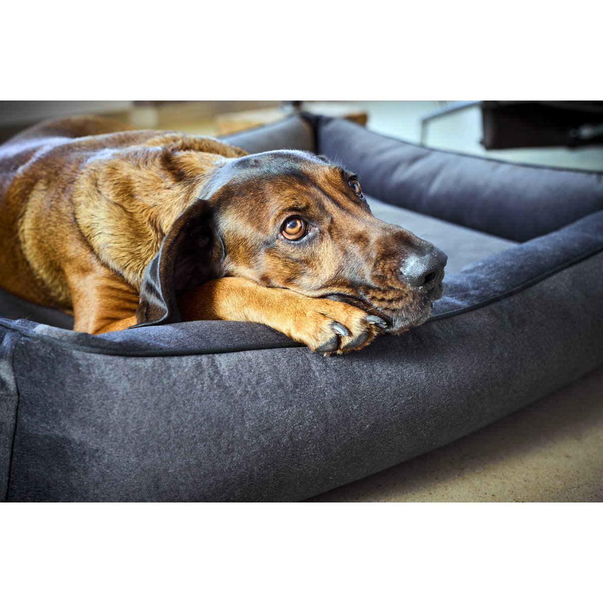 LABONI CLASSIC Hundebett – BUFFALO