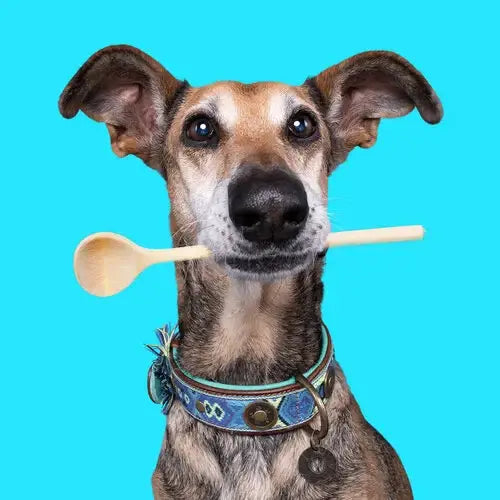 Boho Juan – Exklusives Hundehalsband aus Büffelleder